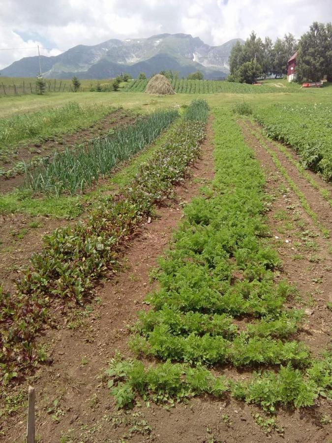 מלון זבליאק Organic Family Farm מראה חיצוני תמונה