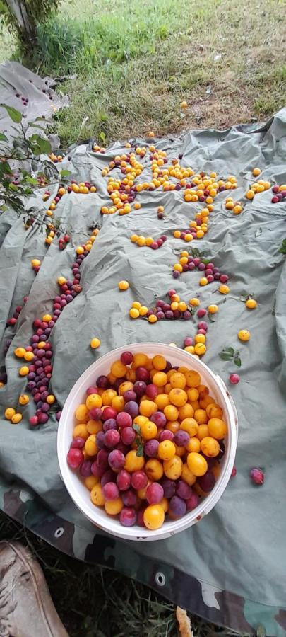 מלון זבליאק Organic Family Farm מראה חיצוני תמונה