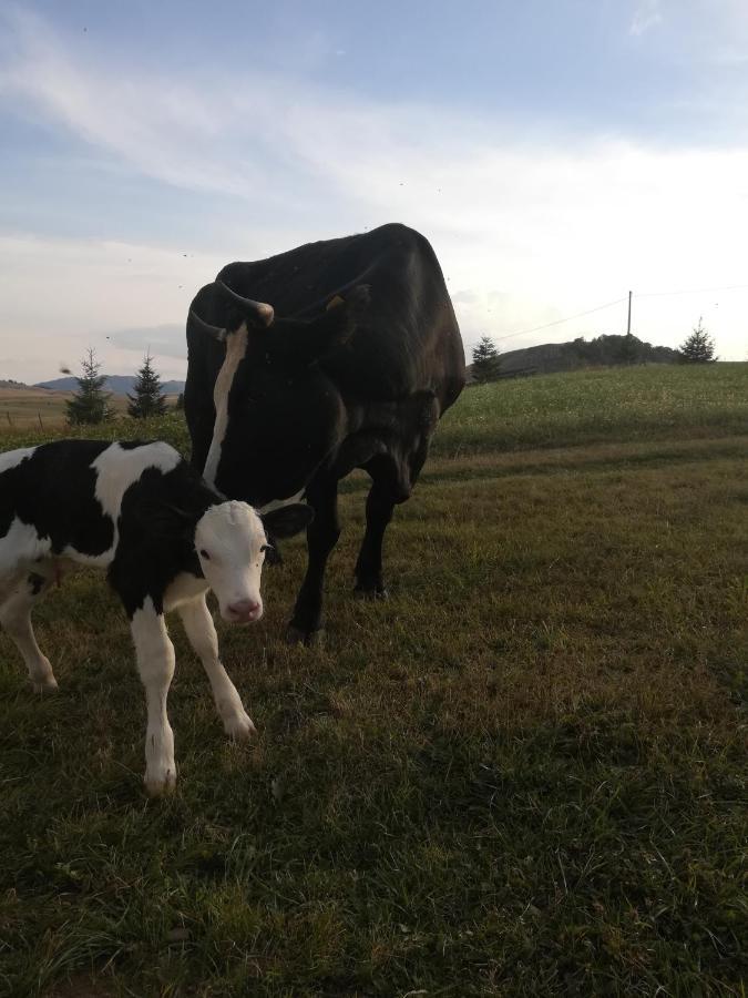מלון זבליאק Organic Family Farm מראה חיצוני תמונה