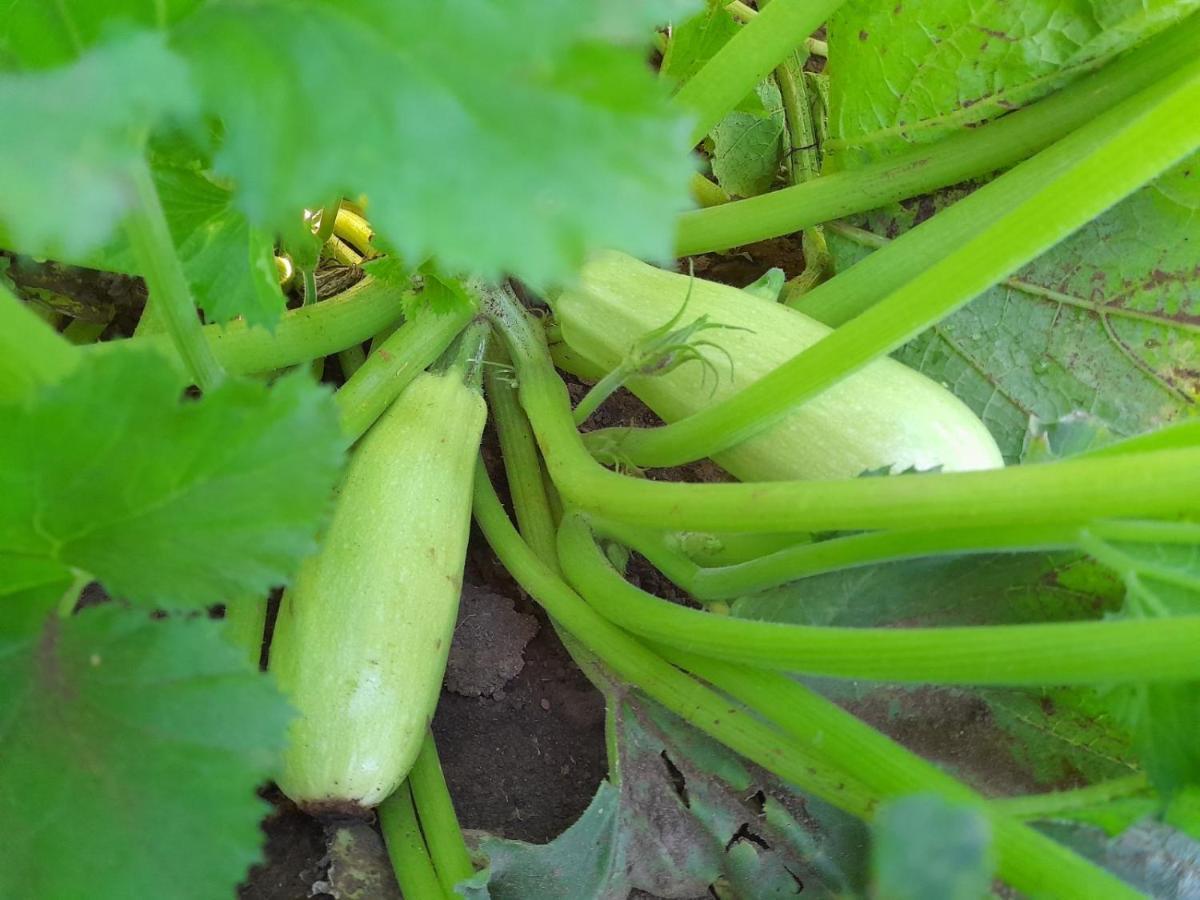 מלון זבליאק Organic Family Farm מראה חיצוני תמונה