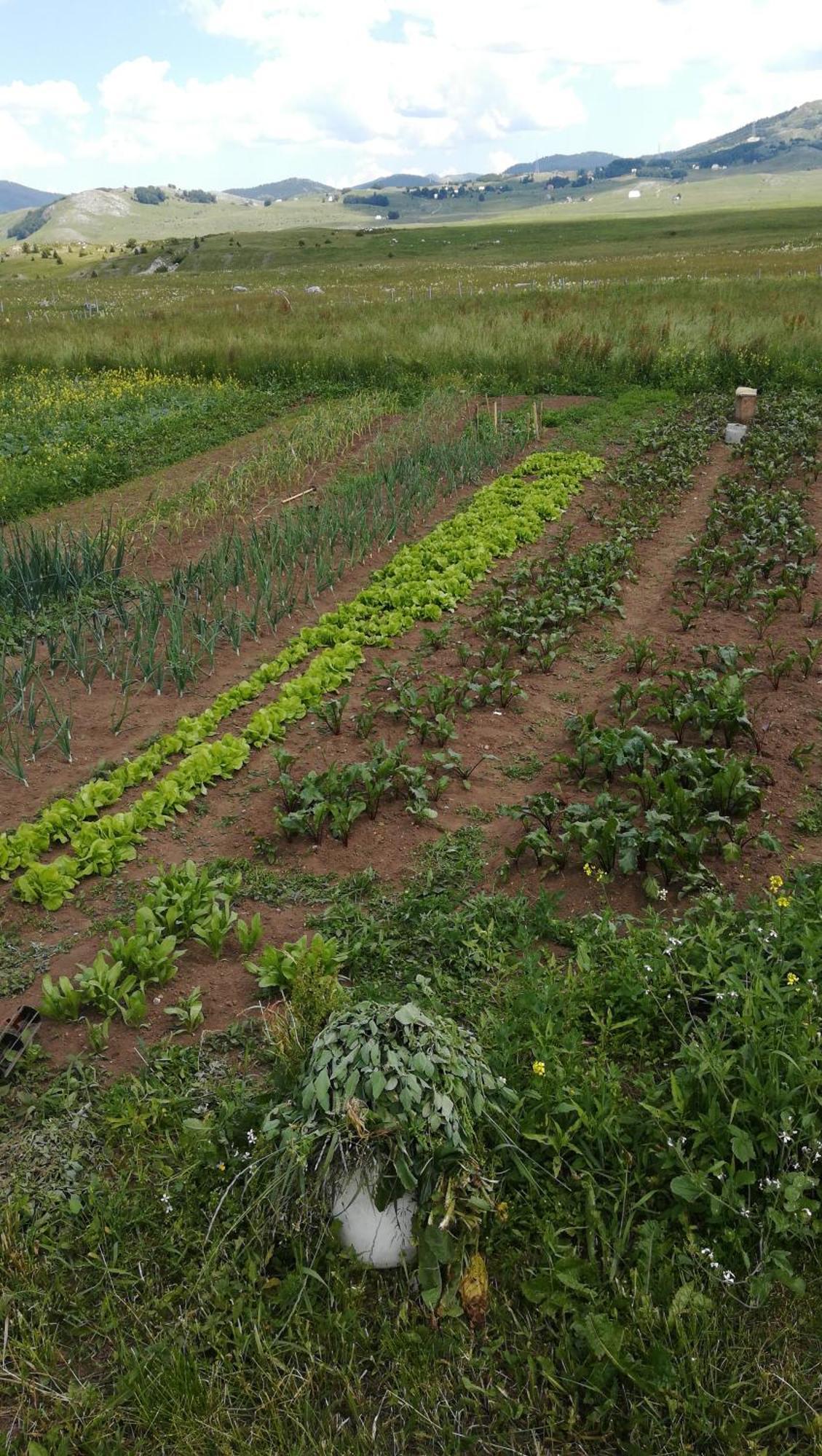 מלון זבליאק Organic Family Farm חדר תמונה