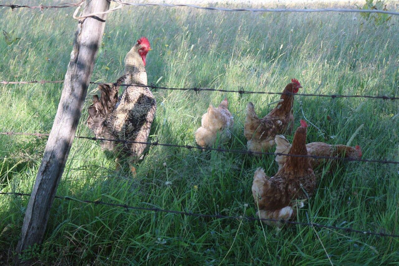 מלון זבליאק Organic Family Farm מראה חיצוני תמונה